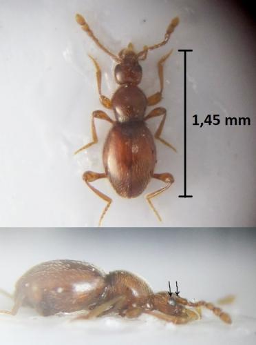 Scydmaenus rufus